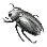Black Scarab