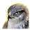 Seeker's Hawk