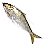 [Event] Gizzard Shad