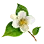 [Event] Jasmine Flower