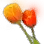 [Event] Tulip