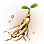 [Event] 7-year Wild Ginseng