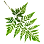 Royal Fern Root