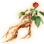 High-quality Ginseng