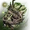 [ADV] Pulsating Tree Vine