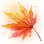 [Season] Sunset Maple Leaf