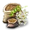 Bundle of 20 Withered Acacia Seeds