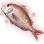 [Event] Red Seabream