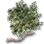 Dim Tree Spirit's Branch
