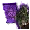 Awakened Dim Tree Spirit Summon Scroll