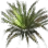 Weed from the Herb Garden