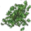 Green Herb