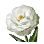 Lisianthus