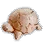 Wooden Sea Turtle