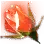 [Ranger Succession] Illezra's Flower Bud