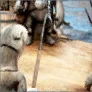 Shir's Clue: Queek Queek