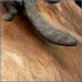 Shir's Clue: Big Castle