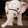 Shakatu's Drawing: White Baby Elephant