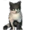 Runaway Balenos Cat