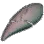 Broken Rhutum Fang