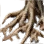 Tough Tree Root