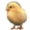 Grandma's Chick