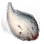 Pugnose Molar