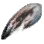 Weathered Cursed Fang