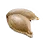 Mysterious Seed