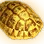 Golden Turtle Shell