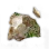 Crumbly Rock Fragment
