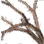 Unsettling Bramblewood