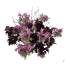 [Manor] Little Rosebay