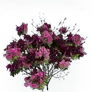[Manor] Deep Pink Azalea