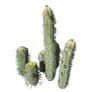 [Manor] Cactus