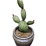 Tall Cactus Pot