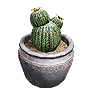 Cactus Pot
