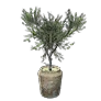 Olive Tree Pot