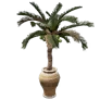 [Event] Mini Coconut Tree