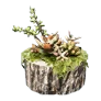 Charbonneau Succulent