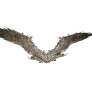 Faded Wings of Amberwilds