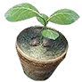 [Event] Crio's Seedling Pot