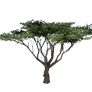 [Manor] Small Acacia Tree