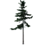 [Manor] Small Alaska Cedar Tree