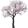 [Manor] Cherry Tree