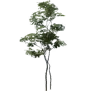 [Manor] Small Birch Tree