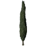 [Manor] Cypress Tree