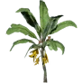 [Manor] Small Banana Plant