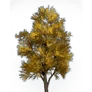 [Manor] Silver Apricot Tree