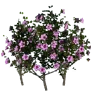 [Event] [Manor] Red Mugunghwa - Full Bloom